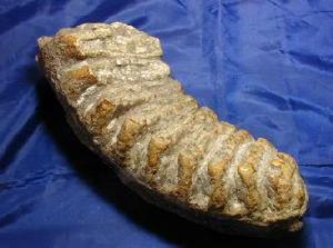 東方劍齒象 東方劍齒象