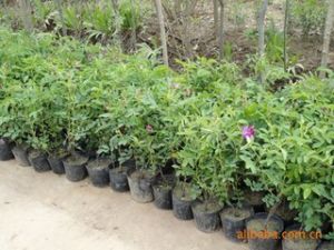 小葉海桐 小葉海桐