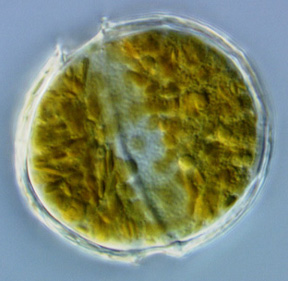 多甲藻屬