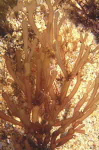 芋根江蘺 芋根江蘺