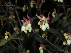 晚花吊鐘花 晚花吊鐘花