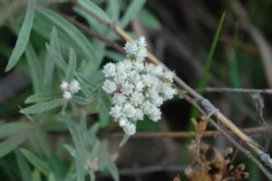 銀衣香青 銀衣香青