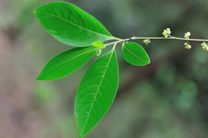 毛葉木姜子 毛葉木姜子