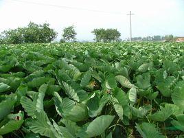 紫桿水芋 紫桿水芋