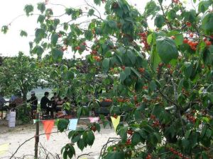 彭店櫻桃溝 彭店櫻桃溝