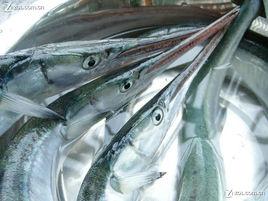 尖嘴扁頜針魚 尖嘴扁頜針魚