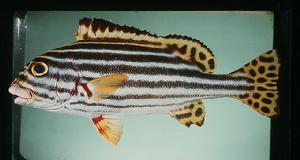 黃紋石鱸骨骼圖