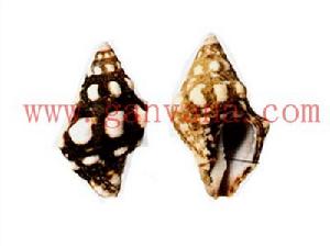 白斑旋螺 白斑旋螺