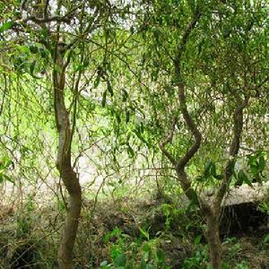 美國變色龍柳 美國變色龍柳