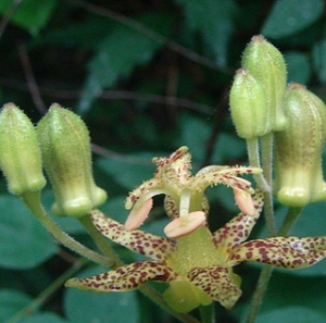 黃花汕點草 黃花汕點草