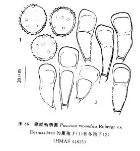 隱匿柄鏽菌 隱匿柄鏽菌