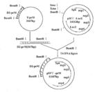 末端轉核苷醯酶 末端轉核苷醯酶