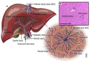 肝固有動脈 肝固有動脈