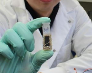 糖燃料電池 糖燃料電池