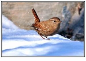 巴氏針尾雀 巴氏針尾雀