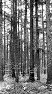 寒溫帶針葉林植被 寒溫帶針葉林植被