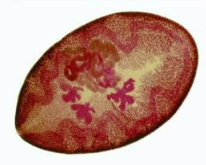 犬肺吸蟲病 犬肺吸蟲病