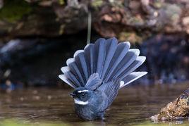扇尾鶲屬 扇尾鶲屬