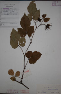 漢密懸鉤子 漢密懸鉤子