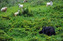 化隆回族自治縣