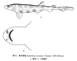 虎紋貓鯊 虎紋貓鯊