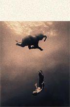 飛翔大象基金會的圖片