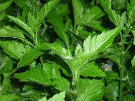 菊花腦[菊目菊科植物]