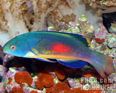 克氏黑鰭鰁 克氏黑鰭鰁