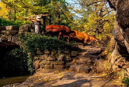 再過20天,貴州將美翻全世界!