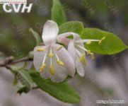 郁香忍冬 郁香忍冬