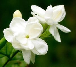 單瓣茉莉 單瓣茉莉