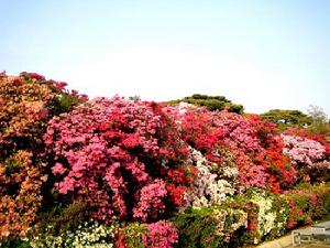 杜鵑谷[浙江寧波溪口著名景點]