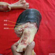 馬蹄[馬的蹄部]