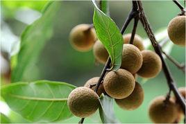 蕉城晚熟龍眼 蕉城晚熟龍眼