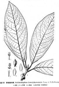 黔桂黃肉楠 黔桂黃肉楠