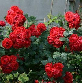 純樸[薔薇屬美國Warriner培育品種]