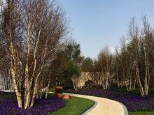 中洲中央公園實景圖