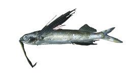 納氏斑鰭飛魚 納氏斑鰭飛魚