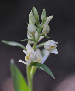 大花頭蕊蘭 大花頭蕊蘭