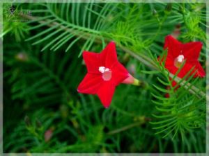 鹼性蕊香紅 鹼性蕊香紅