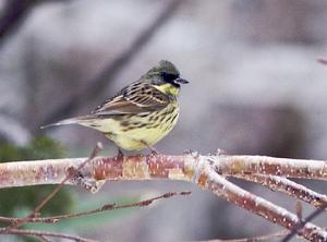 灰頭鵐日本亞種 灰頭鵐日本亞種