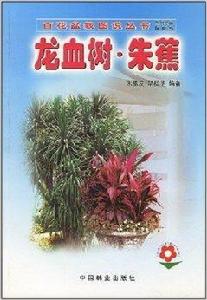 龍血樹朱蕉 龍血樹朱蕉