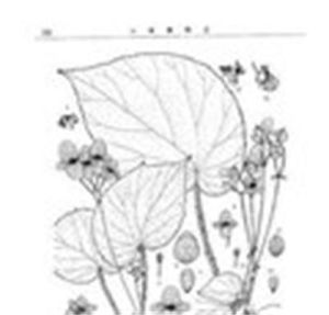 川邊秋海棠 川邊秋海棠