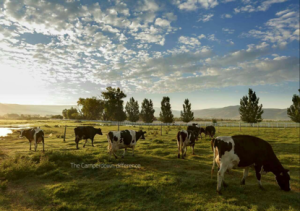 珍寶悅所在的澳洲牧場