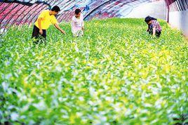 應縣農業綜合開發 應縣農業綜合開發