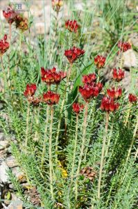 小叢紅景天 小叢紅景天