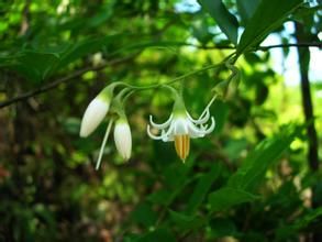 安息香科 安息香科