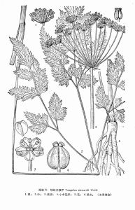 牯嶺東俄芹 牯嶺東俄芹