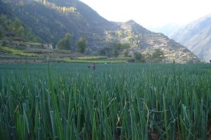 官亭鎮[宕昌縣]