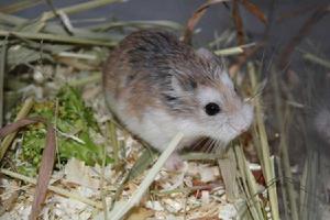 羅伯羅夫斯基倉鼠 羅伯羅夫斯基倉鼠